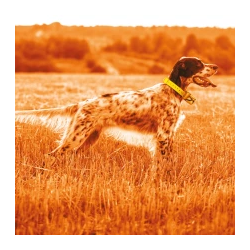 Collier GPS Midland BeeperOne Kit Complet