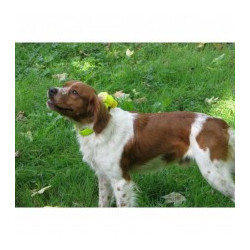 Collier de repérage sonore NUM'AXES Canibeep Pro