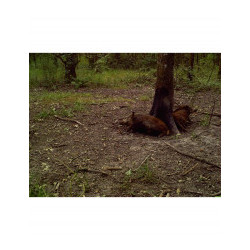 BLACKVIT ATTRACTIF SANGLIER TOUT TEMPS