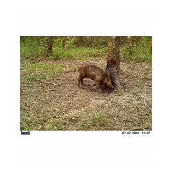 CINGLAVIT ATTRACTIF SANGLIER